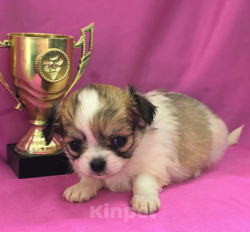 Собаки в Москве: Девочка чихуахуа длинношёрстная Девочка, 45 000 руб. - фото 3