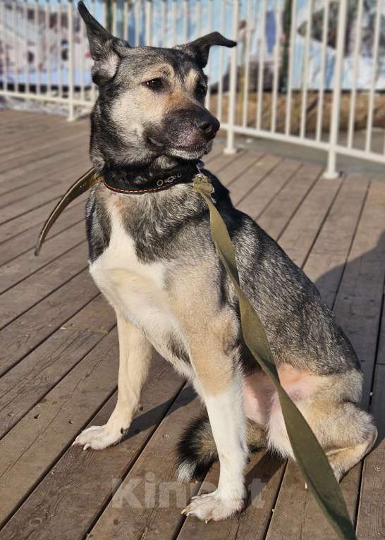 Собаки в Казани: Лайка с овчаркой Девочка, Бесплатно - фото 2