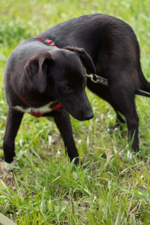 Собаки в Москве: Дэя Девочка, Бесплатно - фото 4