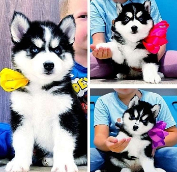 Хаски Щенки Разных окрасов
