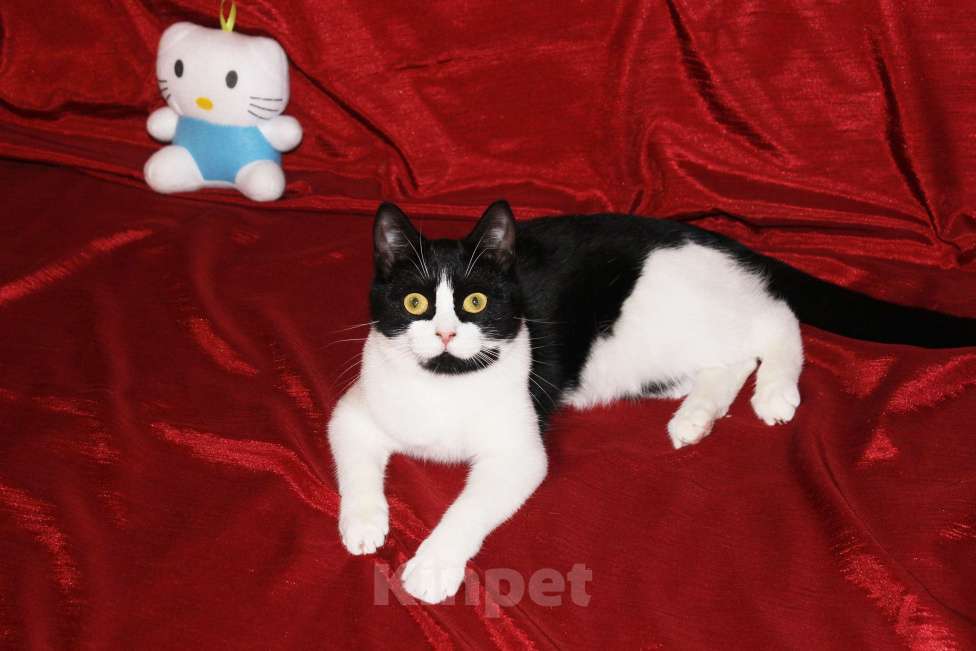 Кошки в Москве: Очаровательная Панечка, 6 мес., в добрые руки Девочка, Бесплатно - фото 6