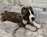 Собаки в Туле: Щенок Амстаффа Мальчик, 25 000 руб. - фото 1