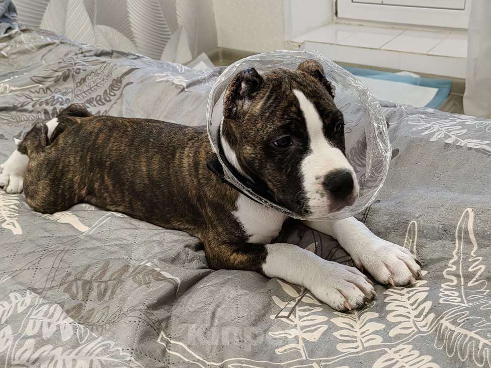 Собаки в Туле: Щенок Амстаффа Мальчик, 25 000 руб. - фото 1