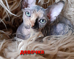 Кошки в Москве: Продаются милые уникальная малышшка Канадского Сфинкса  Девочка, 15 000 руб. - фото 1