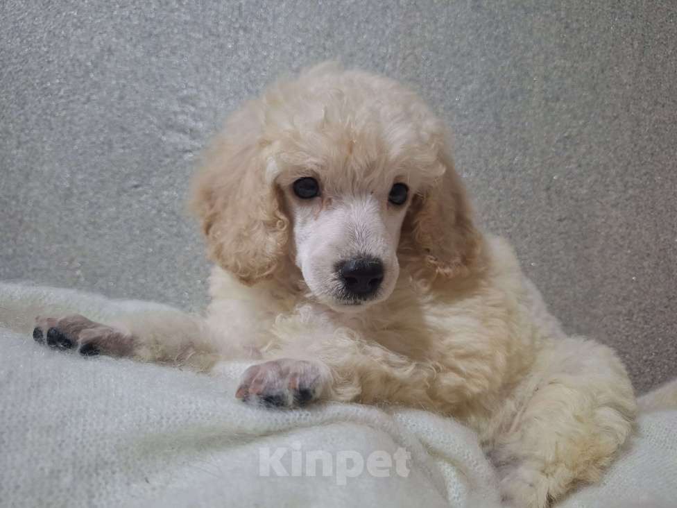 Собаки в Санкт-Петербурге: Девочка среднего пуделя,белого окраса Девочка, 150 руб. - фото 1