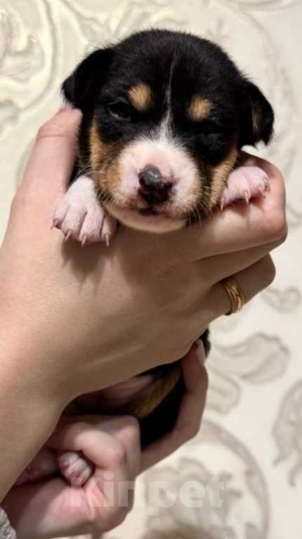 Собаки в Москве: Замечательная малышка Басенджи Девочка, 90 000 руб. - фото 1