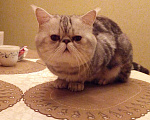 Кошки в Санкт-Петербурге: Элитный кот Мальчик, 4 000 руб. - фото 6