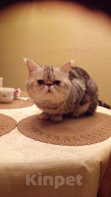 Кошки в Санкт-Петербурге: Элитный кот Мальчик, 4 000 руб. - фото 6