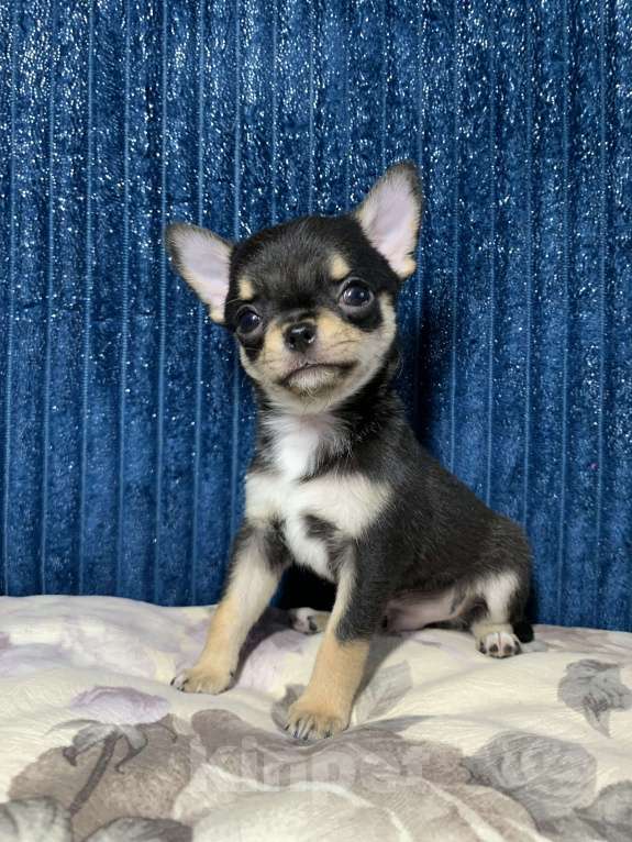 Собаки в Москве: Мальчик чихуахуа Мальчик, 59 000 руб. - фото 1