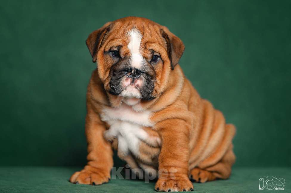 Собаки в Обнинске: Щенки английского бульдога Мальчик, 80 000 руб. - фото 8