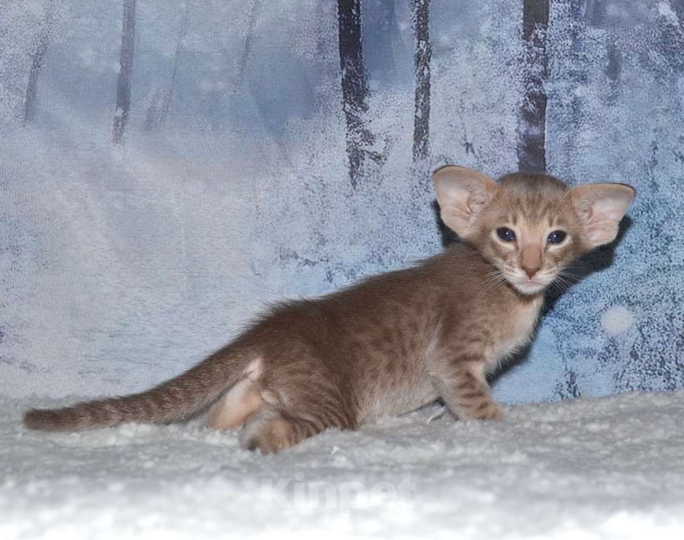 Кошки в Глазове: кот Компот Мальчик, 50 000 руб. - фото 8