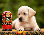Собаки в Москве: Палевый щенок Лабрадора от родителей Чемпионов Девочка, Бесплатно - фото 2