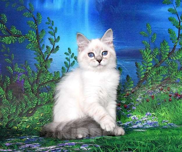 Кошки в Москве: Синеглазая принцесса Девочка, Бесплатно - фото 7