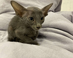Кошки в Краснодаре: Ориентальный котенок Девочка, Бесплатно - фото 4