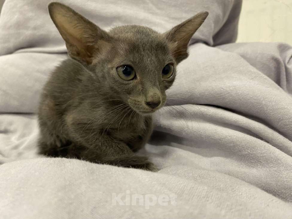 Кошки в Краснодаре: Ориентальный котенок Девочка, Бесплатно - фото 4