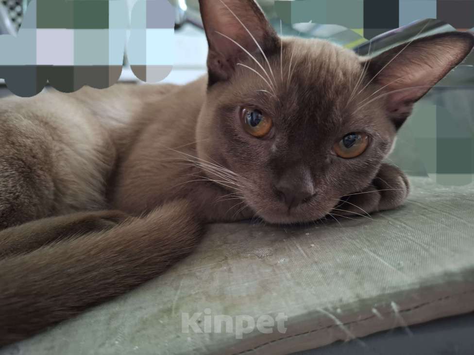 Кошки в Уфе: Продаются подростка  кошечку Девочка, 15 000 руб. - фото 2