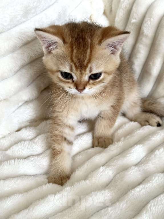 Кошки в Мур: котенок золотая шиншилла  Мальчик, Бесплатно - фото 1