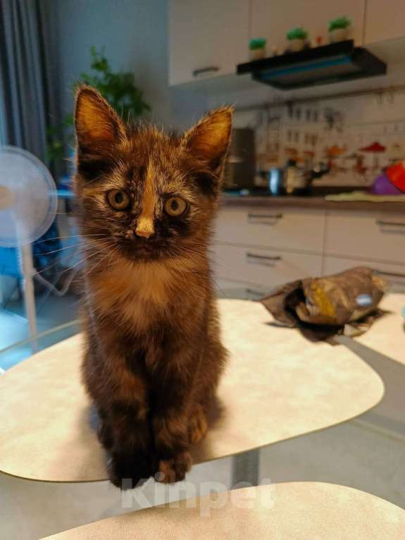 Кошки в Москве: Отдам в добрые руки Девочка, Бесплатно - фото 5