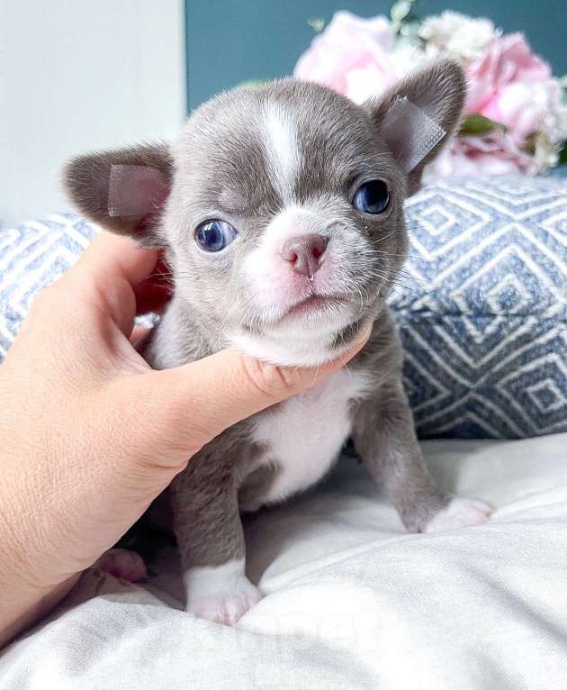 Собаки в Москве: Лиловый мальчик  Мальчик, 55 000 руб. - фото 2