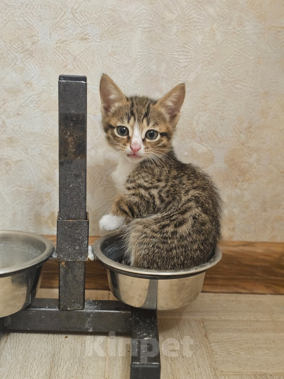Кошки в Москве: Котята в добрые руки Разнополые, Бесплатно - фото 8