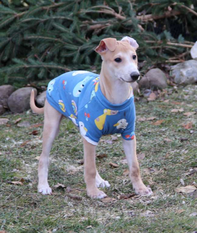 Собаки в Москве: Щенок уиппета от спортивной пары чемпионов Мальчик, 100 000 руб. - фото 3