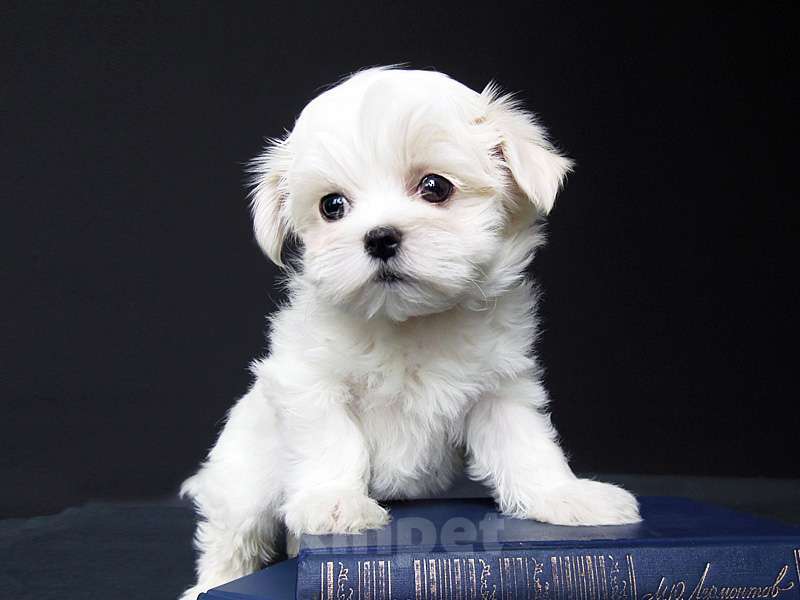 Собаки в Зеленограде: Мальтезе девочка Девочка, 100 000 руб. - фото 4