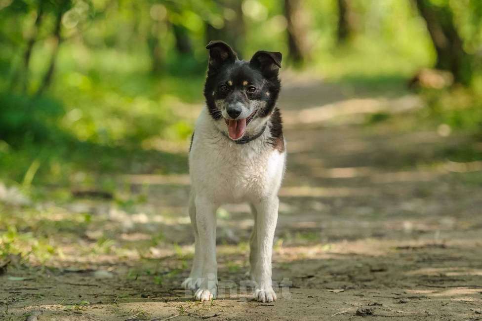 Собаки в Москве: Йоко Девочка, Бесплатно - фото 7