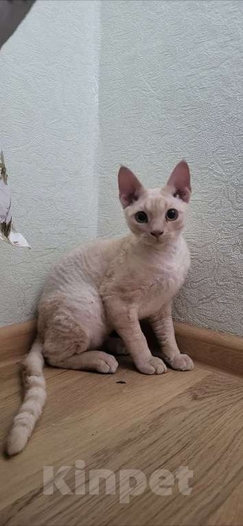 Кошки в Лодейном Поле: Только в любящую семью Мальчик, 1 000 руб. - фото 1