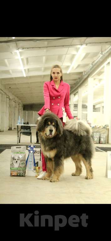 Собаки в Курганинске: Щенки тибетского мастифа  Девочка, Бесплатно - фото 2