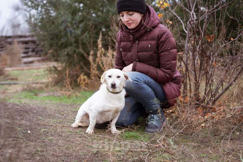 Собаки в Москве: Собака из приюта ищет дом Девочка, Бесплатно - фото 3