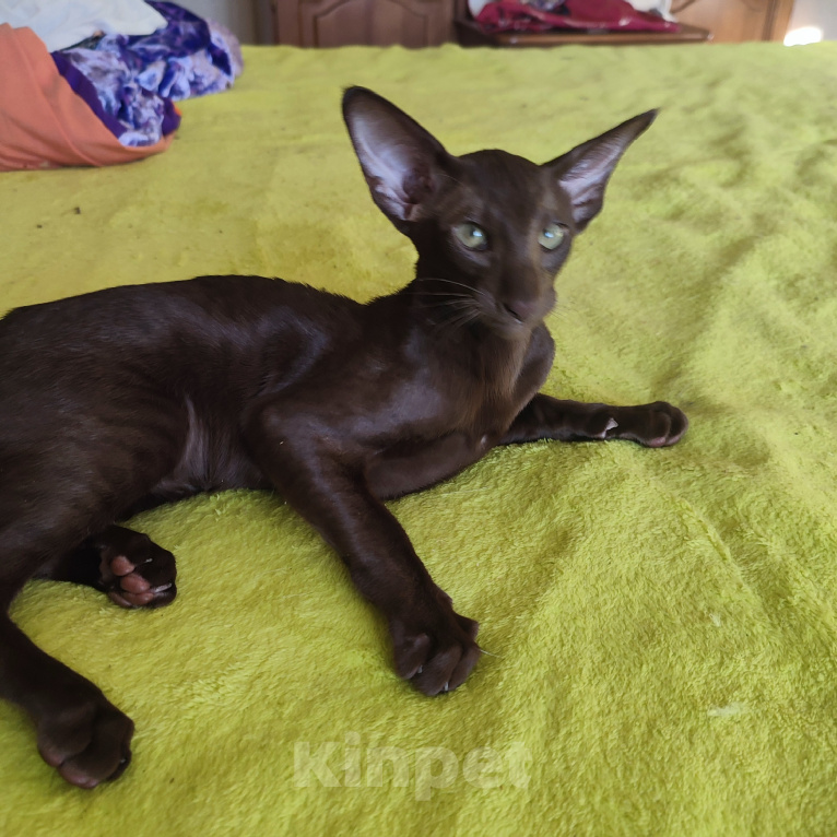 Кошки в Санкт-Петербурге: Котенок шоколадный ориенталочка Девочка, 54 999 руб. - фото 1