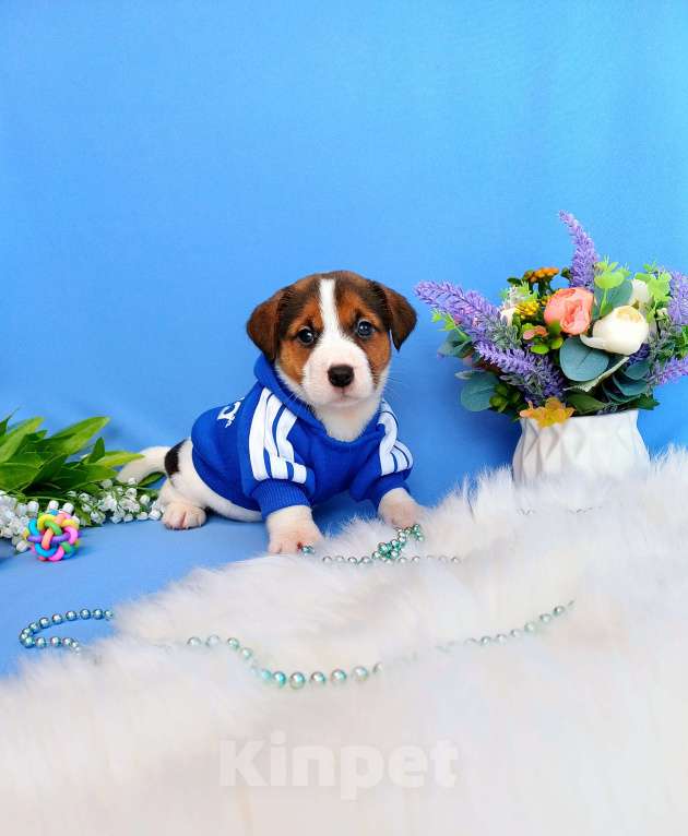 Собаки в Тюмени: Щенки Джек Рассел терьер мальчики и девочки Мальчик, 30 000 руб. - фото 3