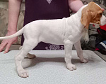 Собаки в Белгороде: Продаю щенков Английского пойнтера Девочка, 30 000 руб. - фото 3