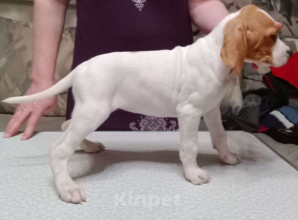 Собаки в Белгороде: Продаю щенков Английского пойнтера Девочка, 30 000 руб. - фото 3