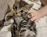 Кошки в Дедовске: Котята ,мальчики ,в добрые руки Мальчик, Бесплатно - фото 3