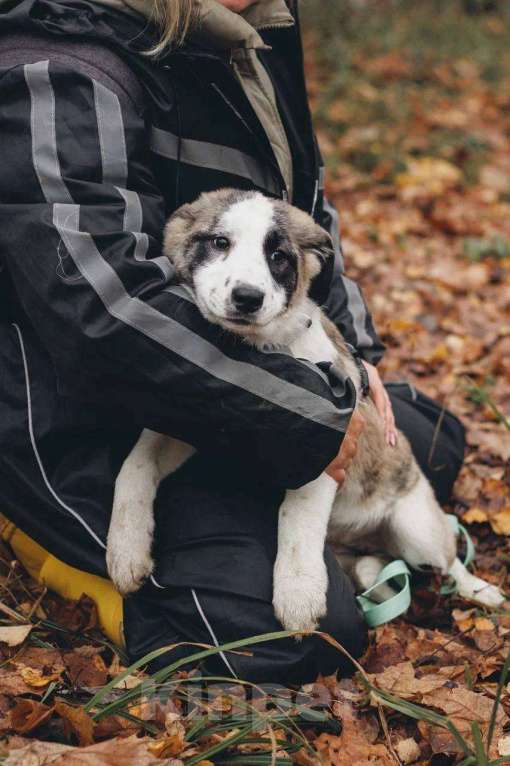 Собаки в Москве: Ювента - девочка, 2 месяца, ищет дом Девочка, Бесплатно - фото 2