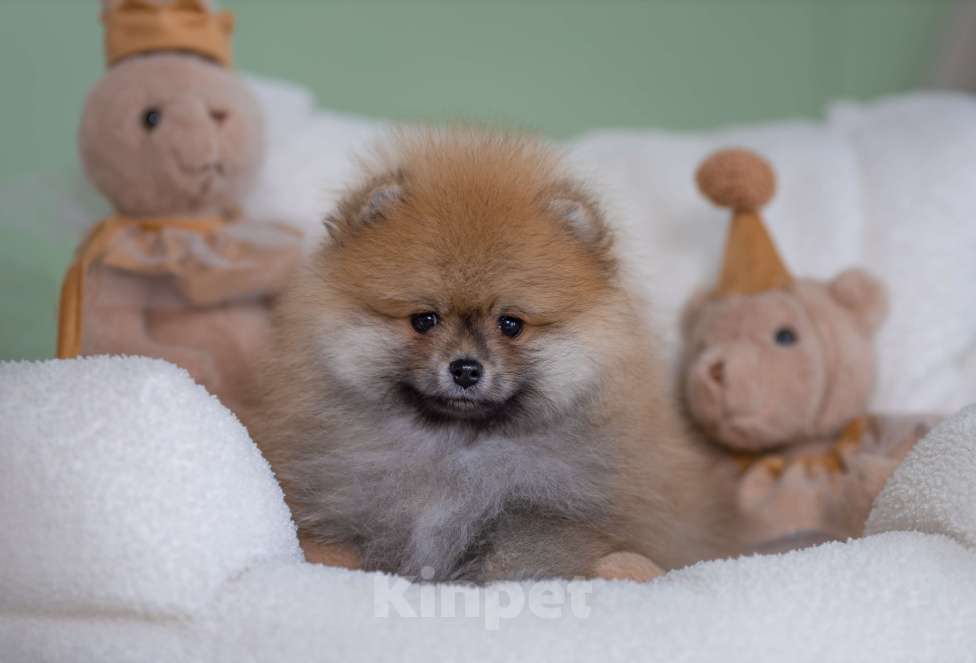 Собаки в Магнитогорске: Мальчики красавчики Мальчик, 30 000 руб. - фото 4