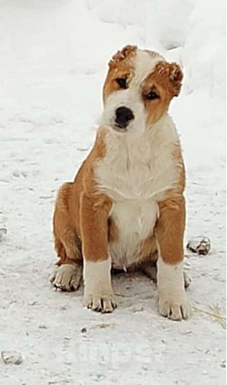 Собаки в Бирске: Продам щенков (суки) породы САО (алабай) Девочка, 35 000 руб. - фото 3