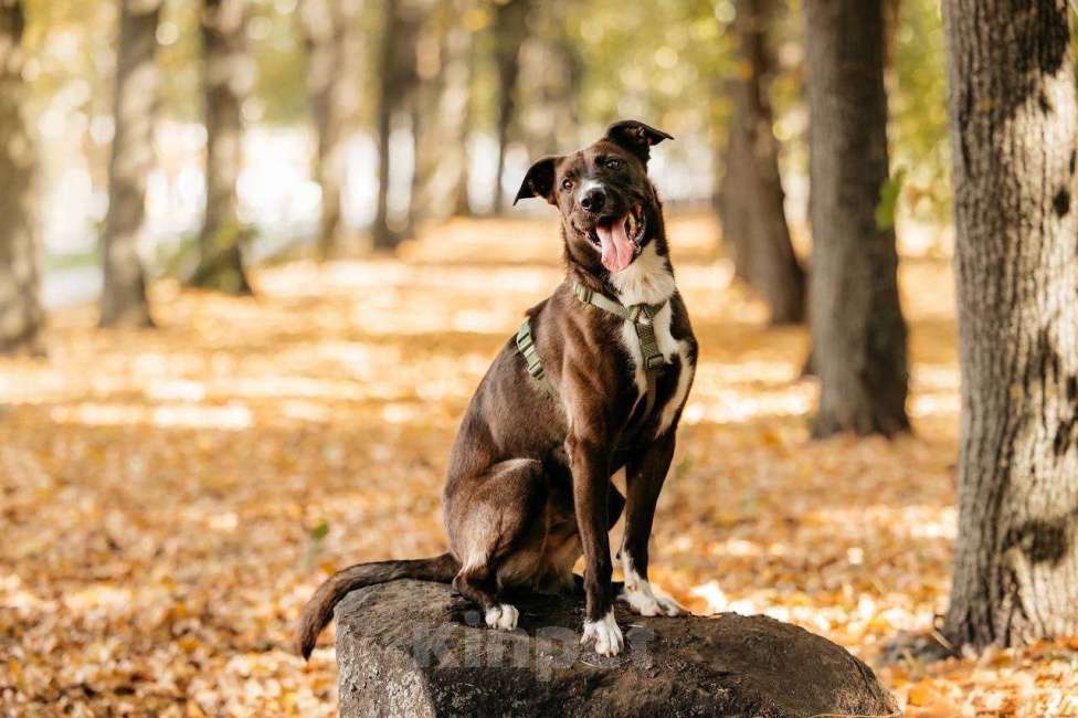 Собаки в Москве: Бадди в поиске родной души! Мальчик, Бесплатно - фото 4