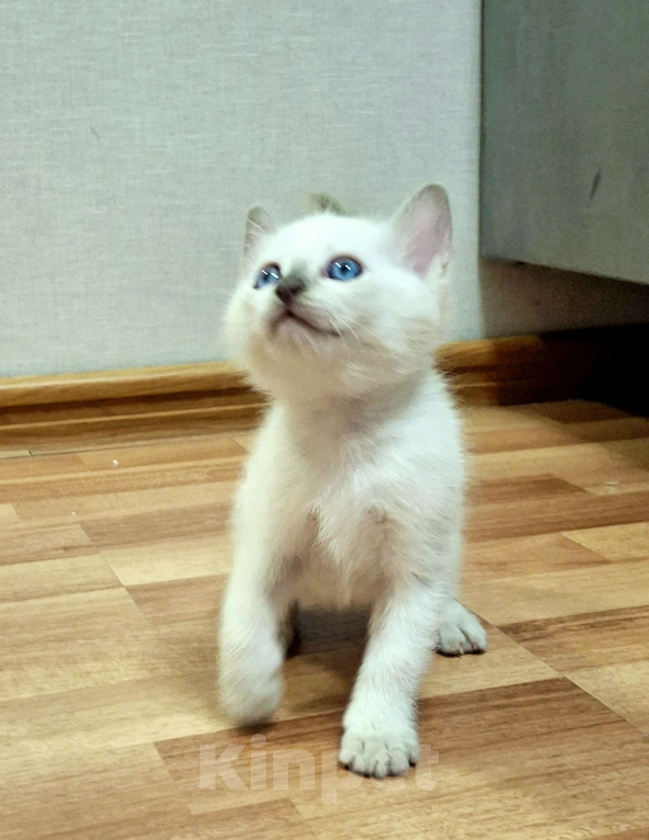 Кошки в Санкт-Петербурге: Тайская кошечка Девочка, 80 000 руб. - фото 3