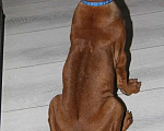 Собаки в Одинцово: Мальчик родезийский риджбек петкласс Мальчик, Бесплатно - фото 9