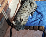 Кошки в Краснодаре: КОТИК ИЩЕТ ДОМ Мальчик, Бесплатно - фото 2