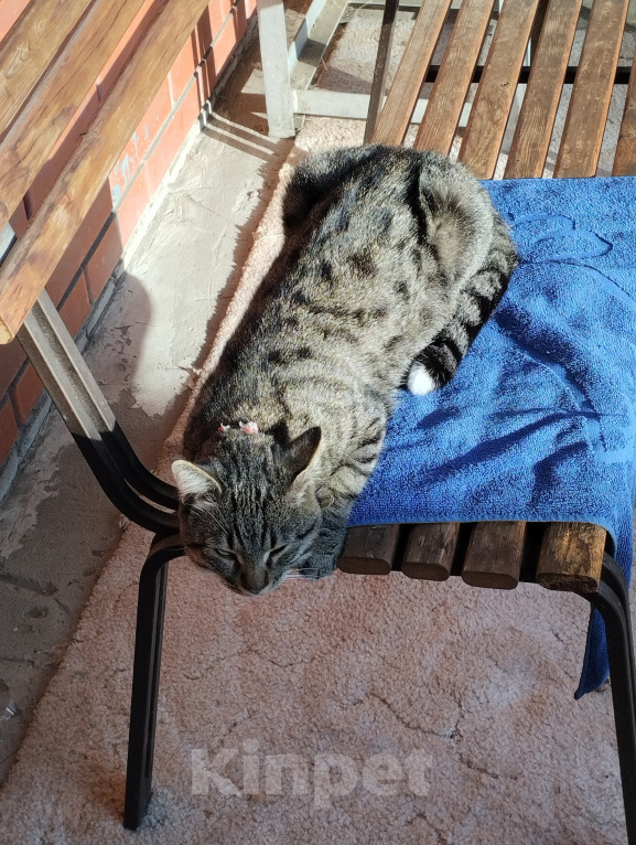 Кошки в Краснодаре: КОТИК ИЩЕТ ДОМ Мальчик, Бесплатно - фото 2