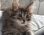 Кошки в Москве: Котенок Марс Мальчик, Бесплатно - фото 3
