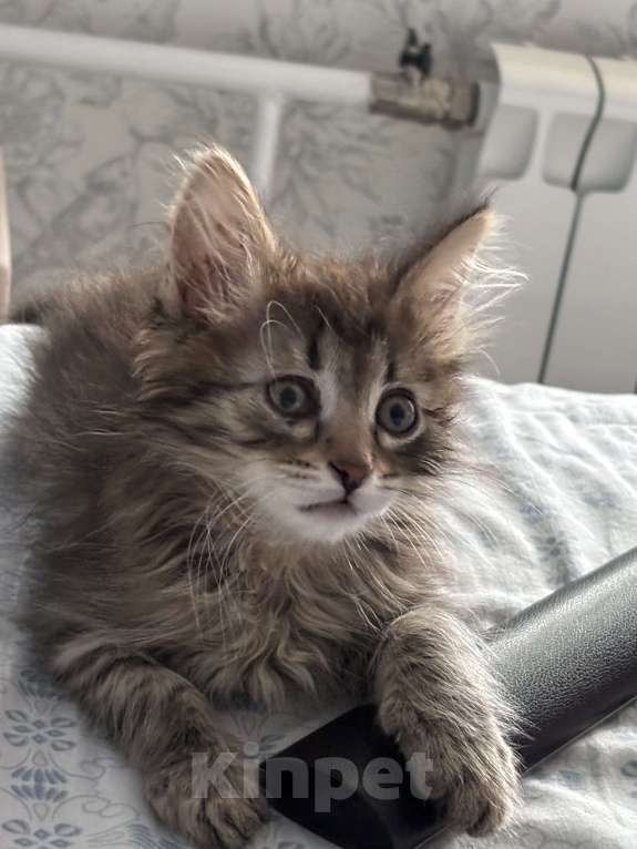 Кошки в Москве: Котенок Марс Мальчик, Бесплатно - фото 3