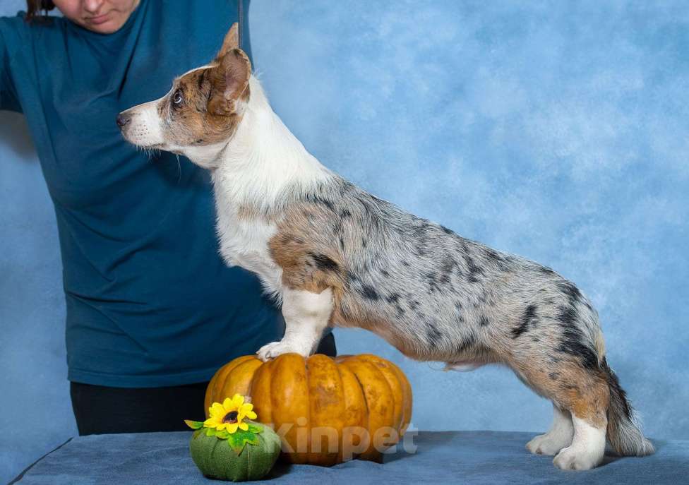 Собаки в Москве: Вельш корги кардиган щенок Мальчик, 80 000 руб. - фото 4