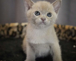 Кошки в Подольске: Котенок Бурмы Мальчик, 50 000 руб. - фото 3