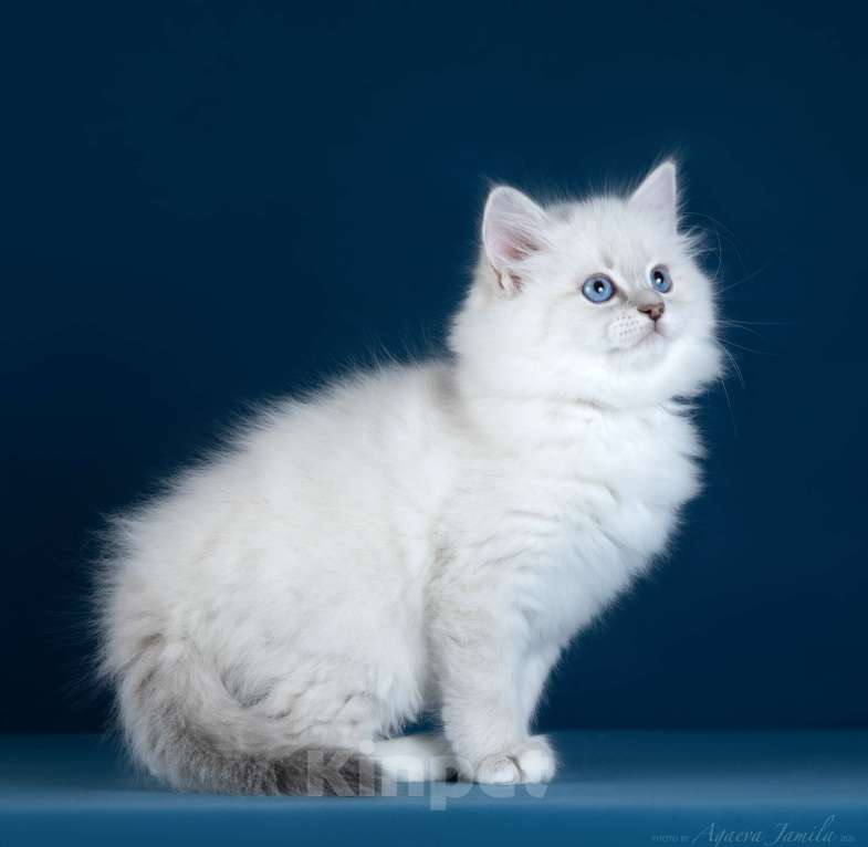 Кошки в Москве: Котенок невской маскарадной Девочка, Бесплатно - фото 4