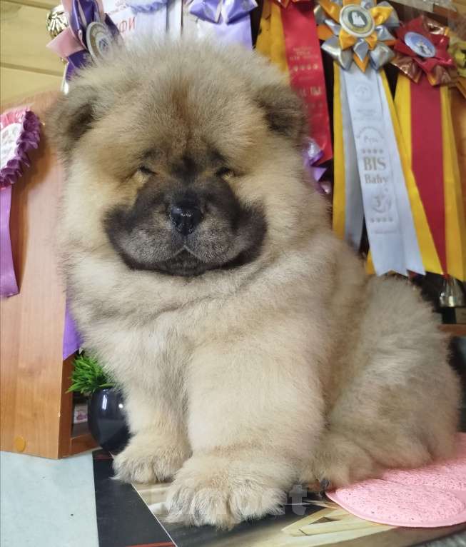 Собаки в Владимире: Мальчик чау чау Мальчик, 45 000 руб. - фото 2