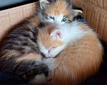 Кошки в Пушкино: Отдам котенка, девочку Девочка, 10 руб. - фото 1